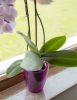 Kaspó orchidea Miltonia crystal  1,58L ametiszt 133